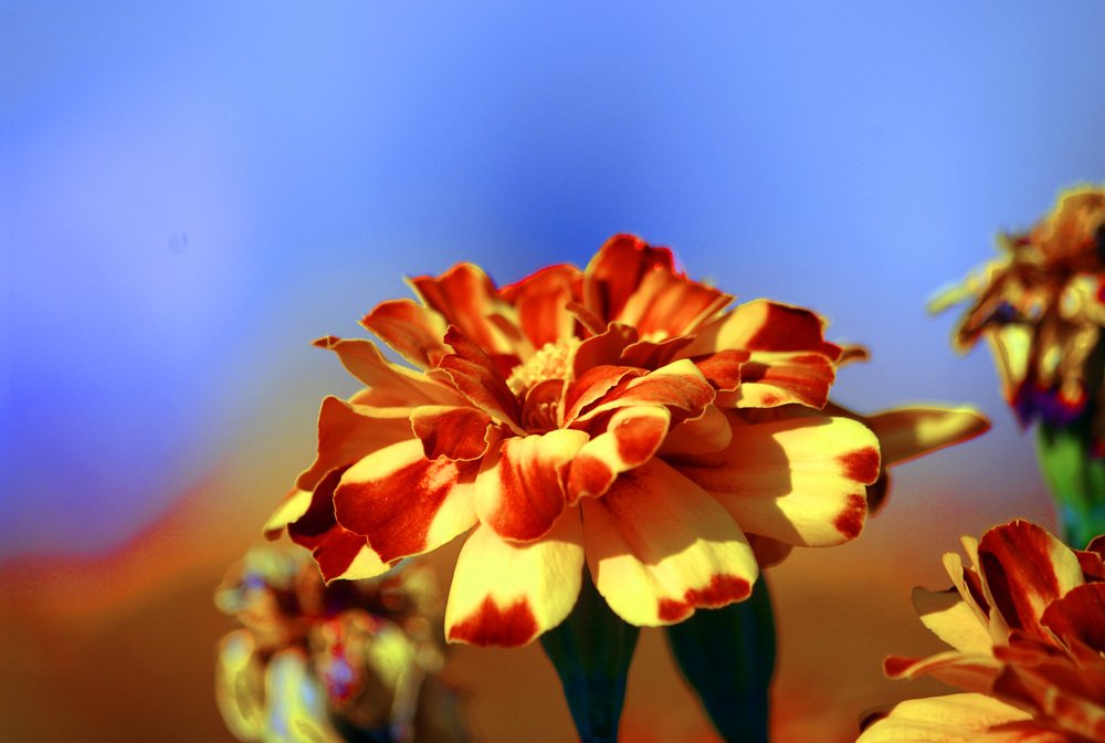 Photograph by Михаил Обертаев