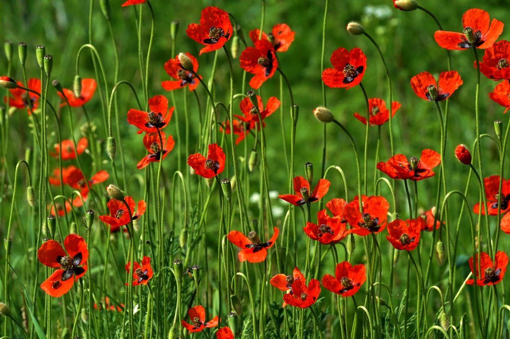 Photograph by Александр Попов