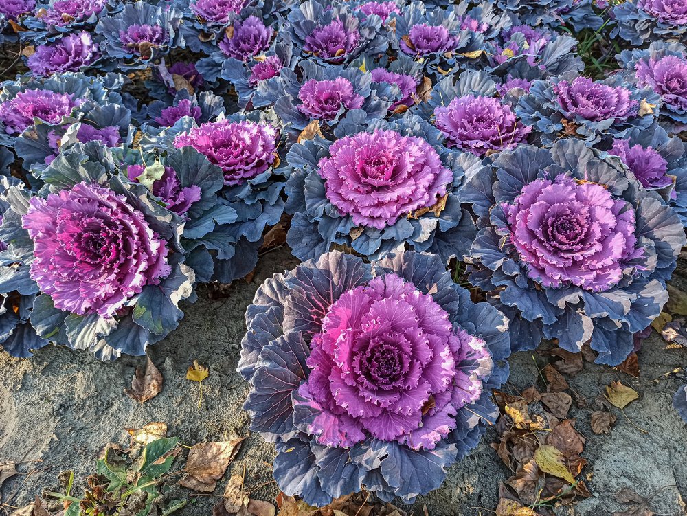 Photograph by Гарик Кислый