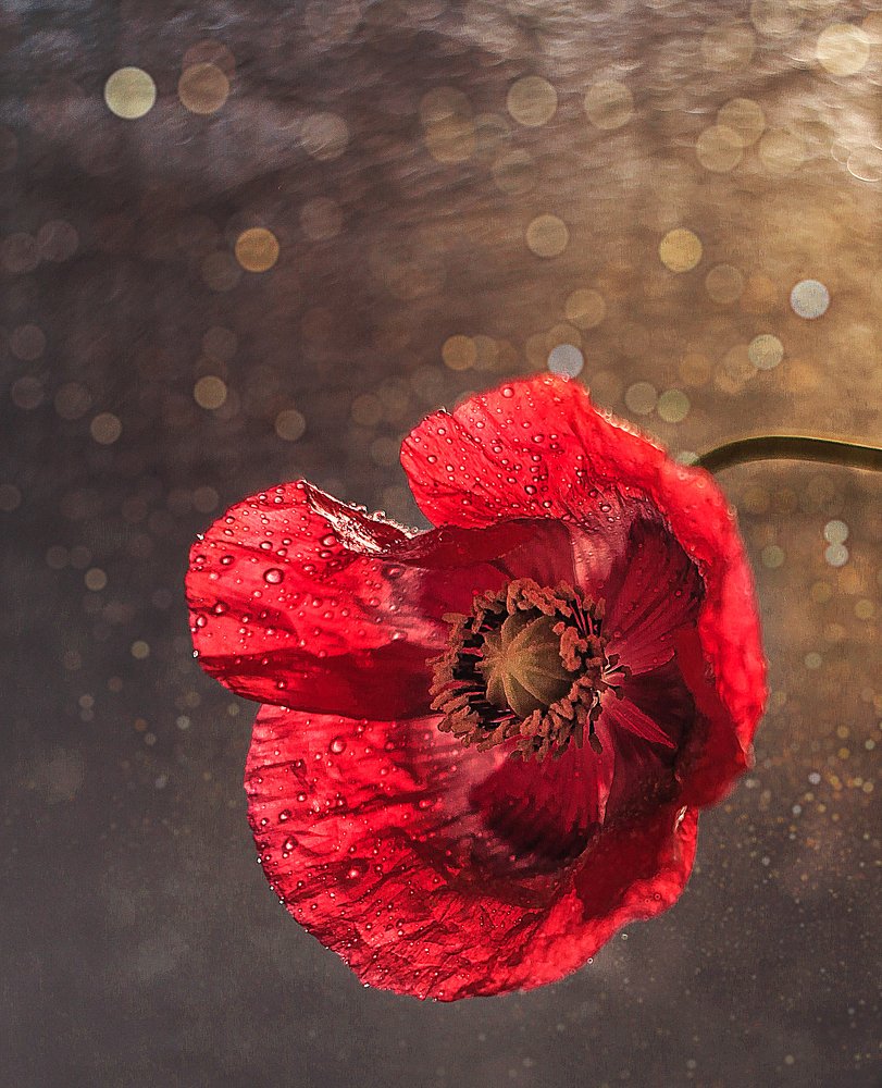 Красный в ноябре