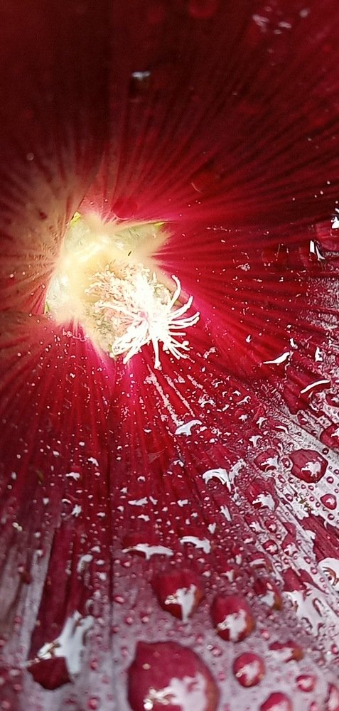 Photograph by Любовь Шаврина