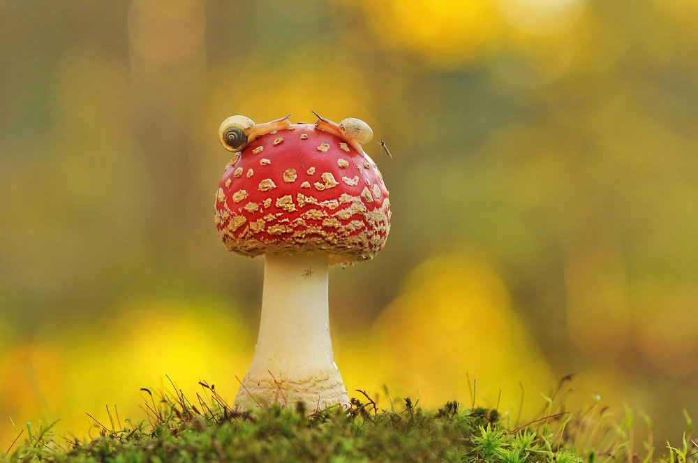 Photograph by Александр Гвоздь