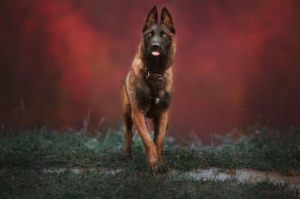 Photograph by Ольга Овчинникова