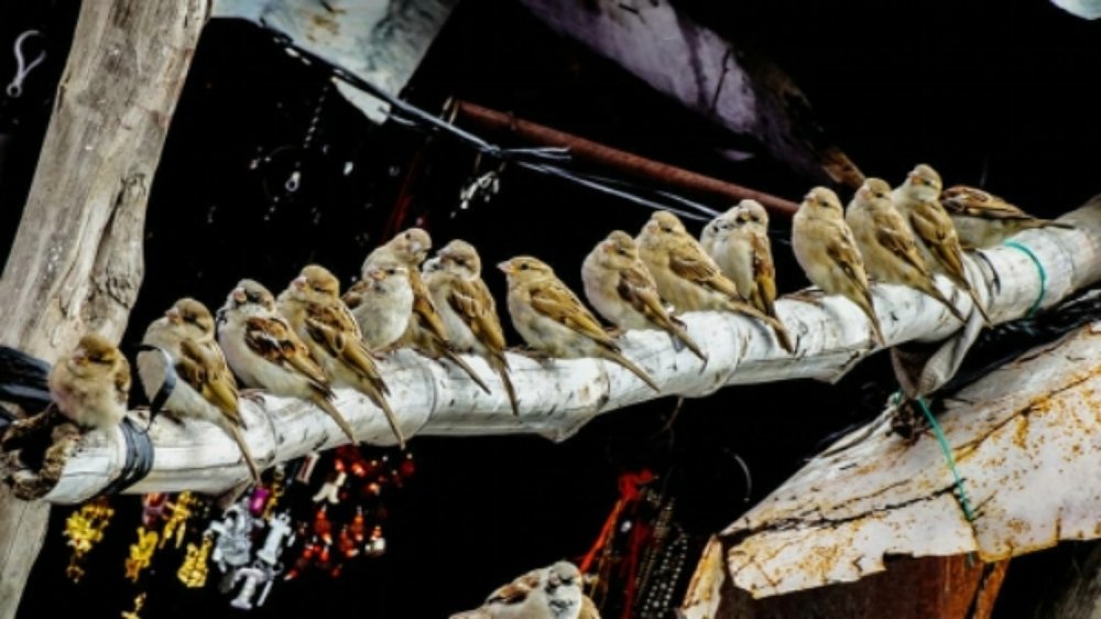 Photograph by Richa R