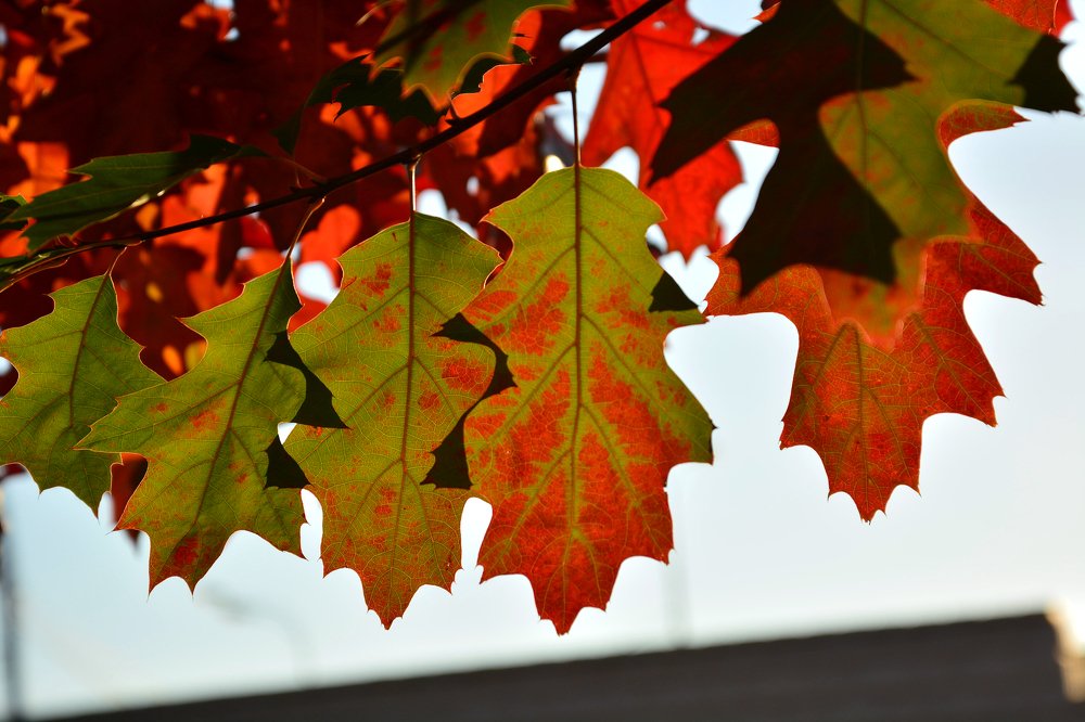 Photograph by Анатолий Орлов