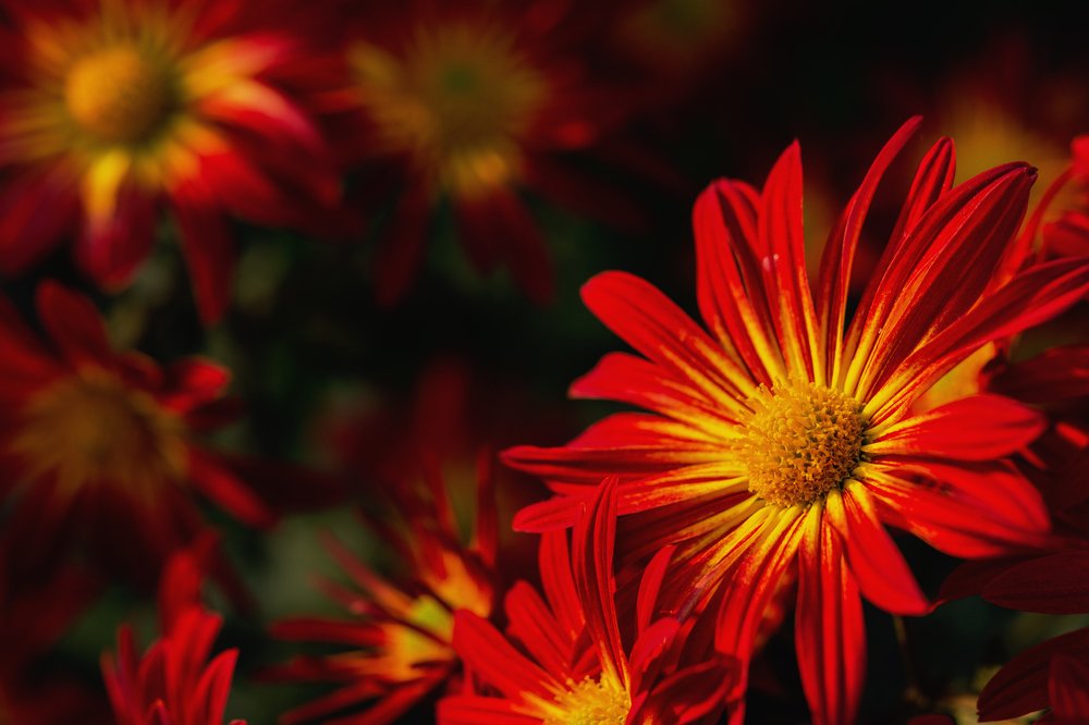 В вечернем саду