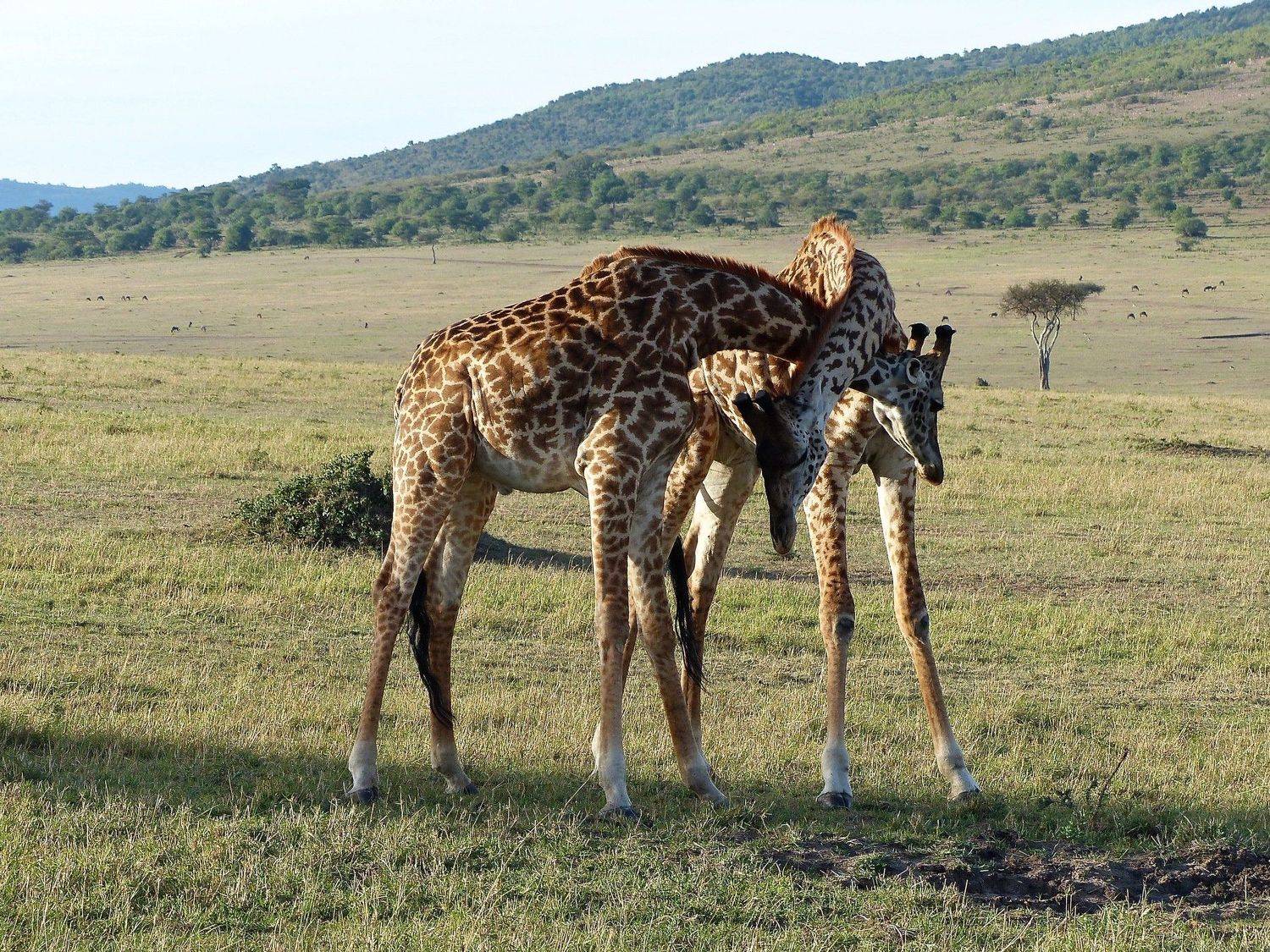 Tenderness.