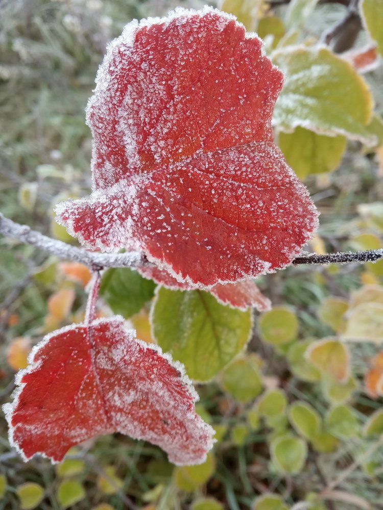 Photograph by Любовь Шаврина