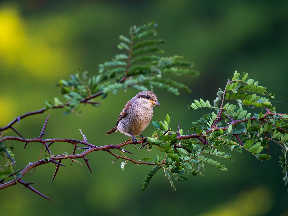 Фотография автора Aleksa Torri