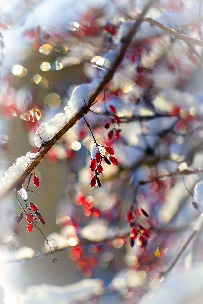 Зимний барбарис