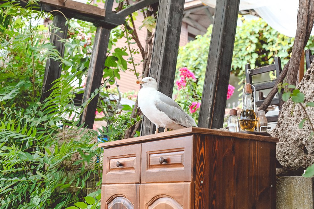 Кто главный в ресторане