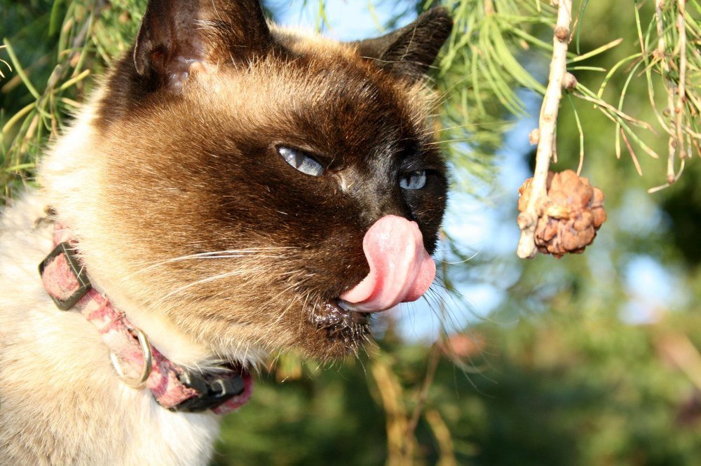 Что-то вкусное