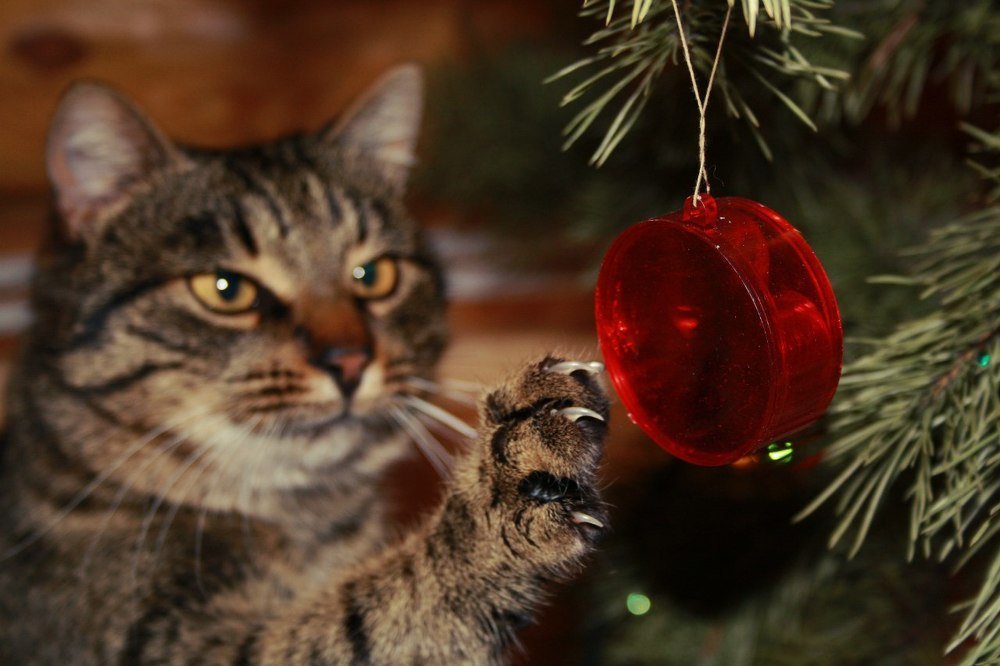В ожидании нового года