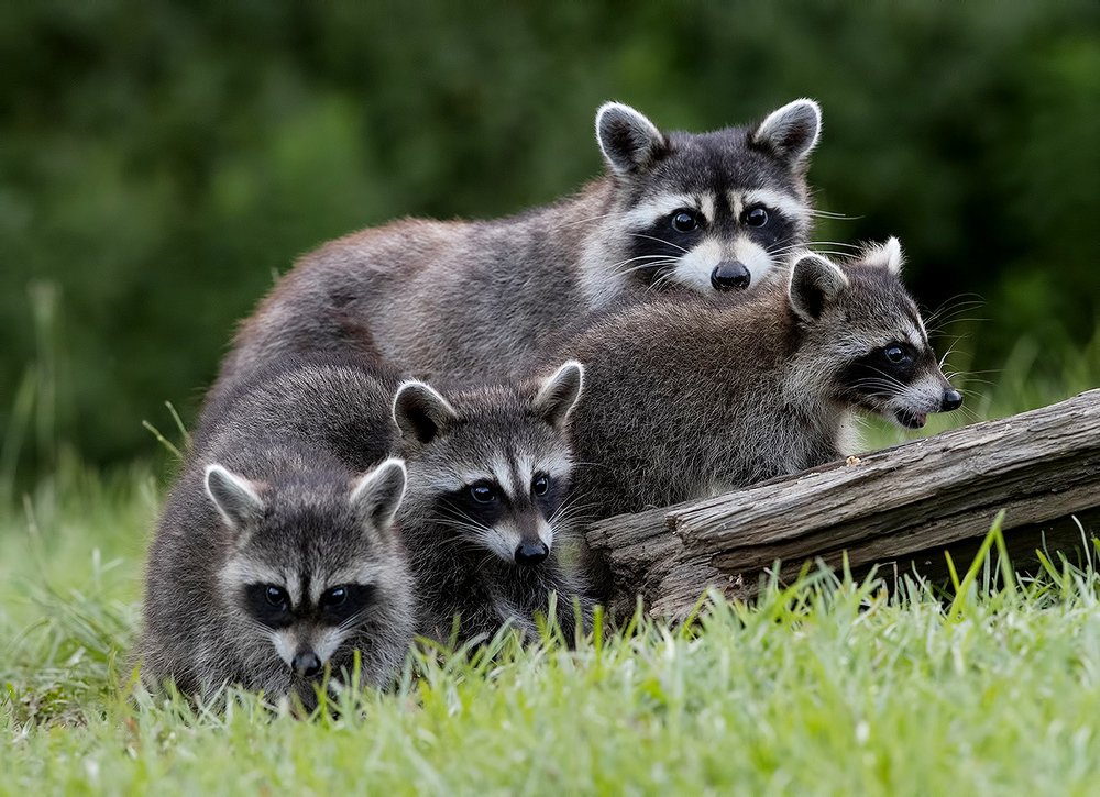 Raccoon Family - Семейство Енотов