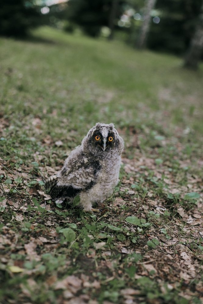 Малыш совёнок