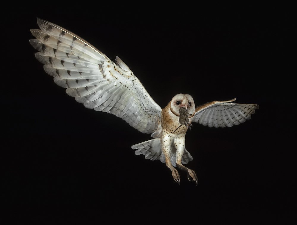 Barn Owl -Обыкновенная сипуха.