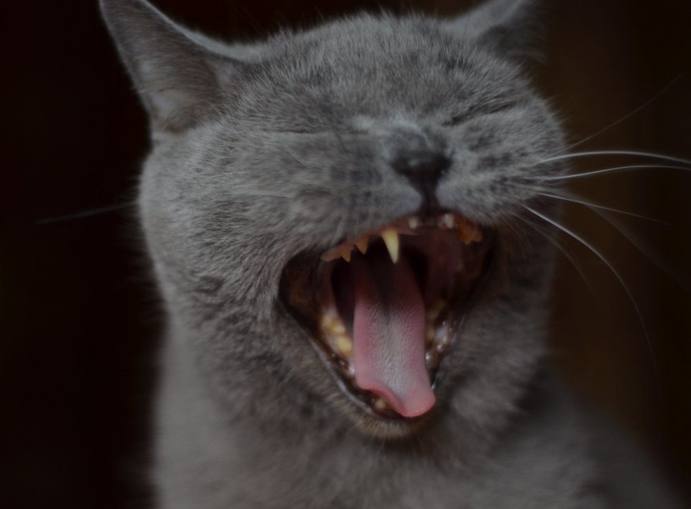 Photograph by Karina Sapfir