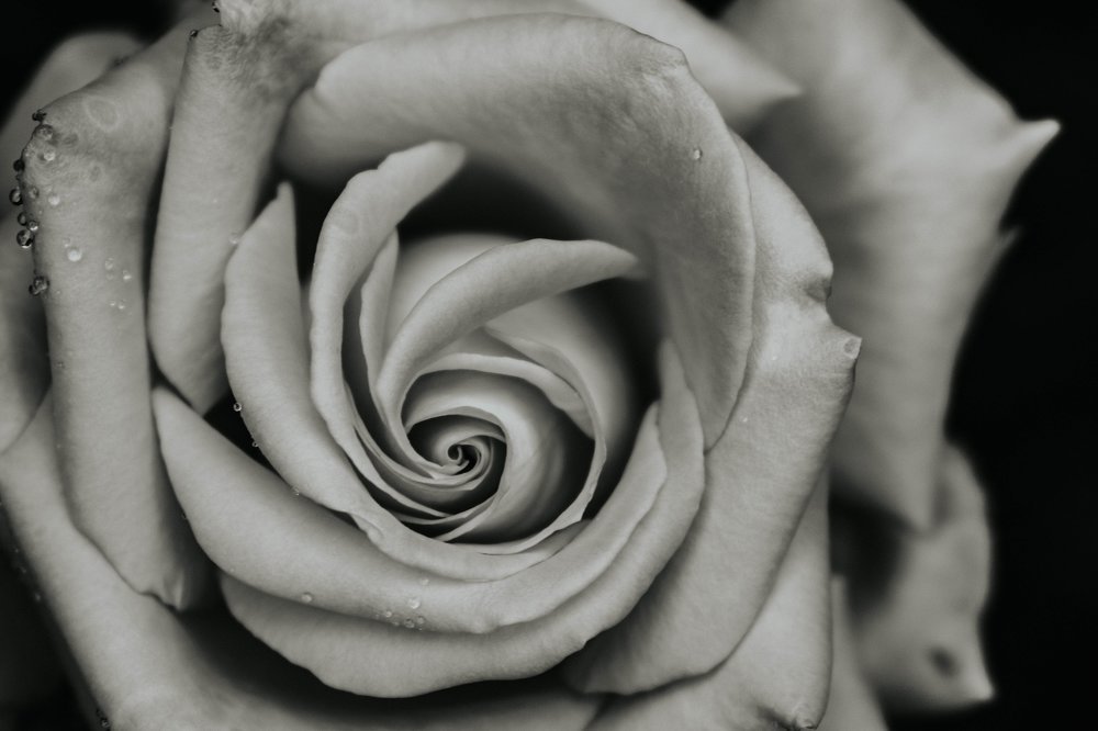 Photograph by Nagy Csaba