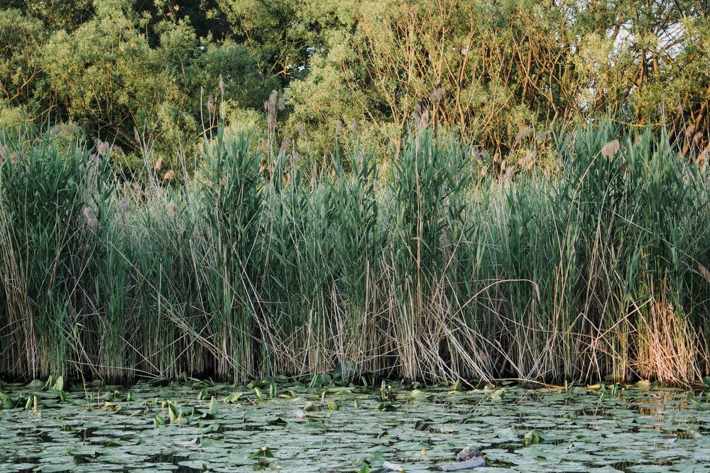 Photograph by Nagy Csaba