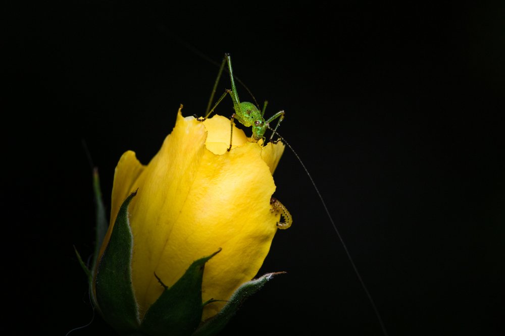 Photograph by Александр Бахаровский