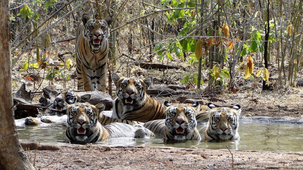 Photograph by Nirmalya Chakraborty