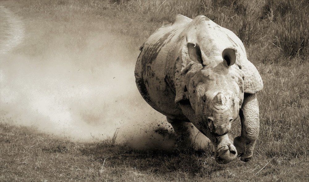 Photograph by Nirmalya Chakraborty