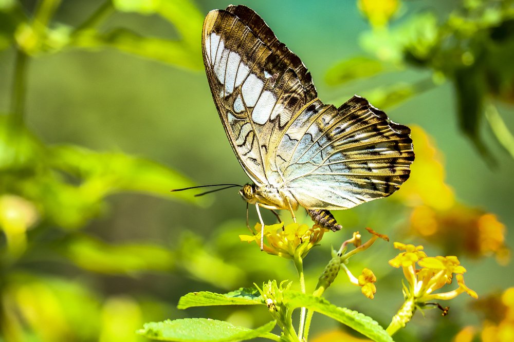 Photograph by TrungPhung