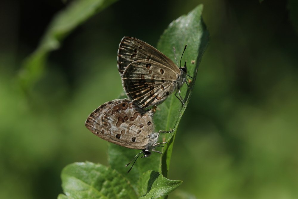 Photograph by  VISHNU AV