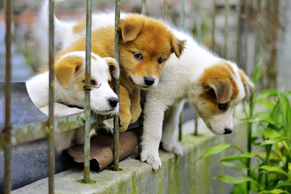 Photograph by Kriswanto Ginting