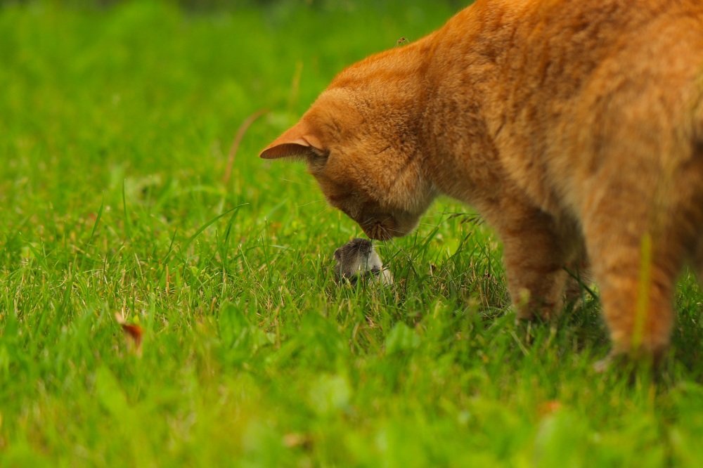 Молящаяся мышь.