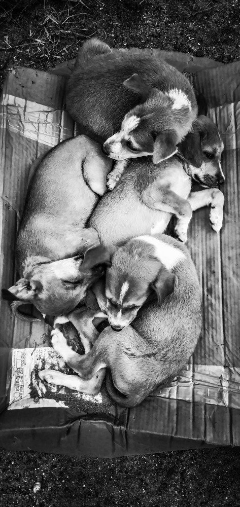 Sleeping puppy