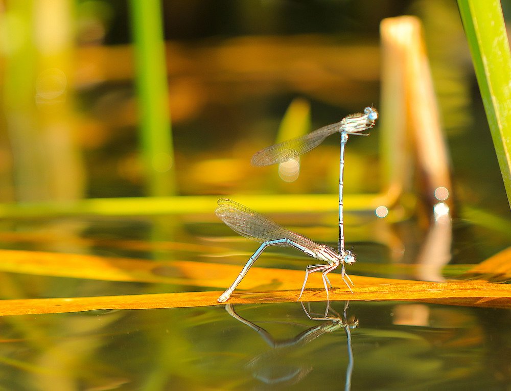 Подготовка к Олимпиаде