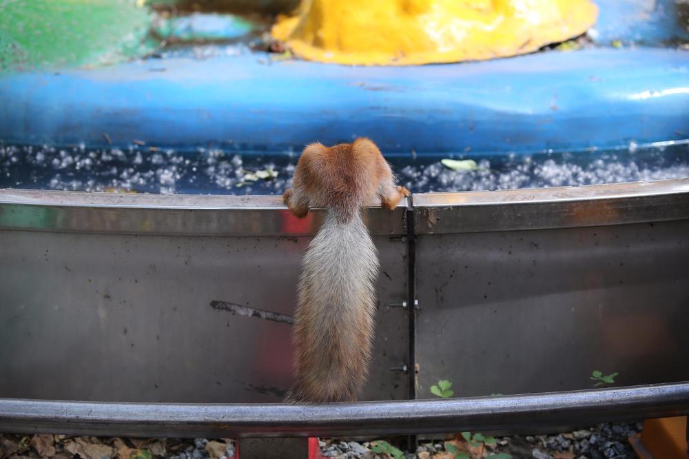 Фотография автора Светлана Дубина