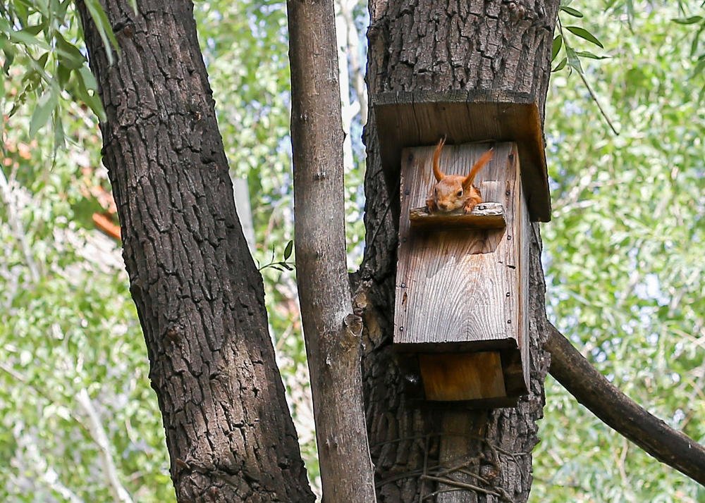 Фотография автора Светлана Дубина