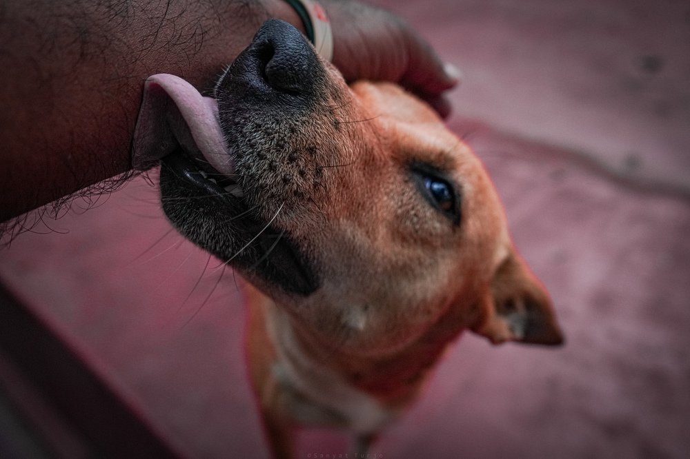 Photograph by SanyatTurjo
