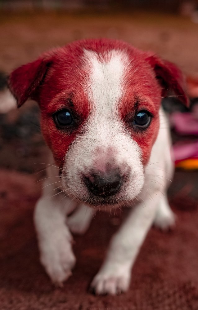 Photograph by SanyatTurjo