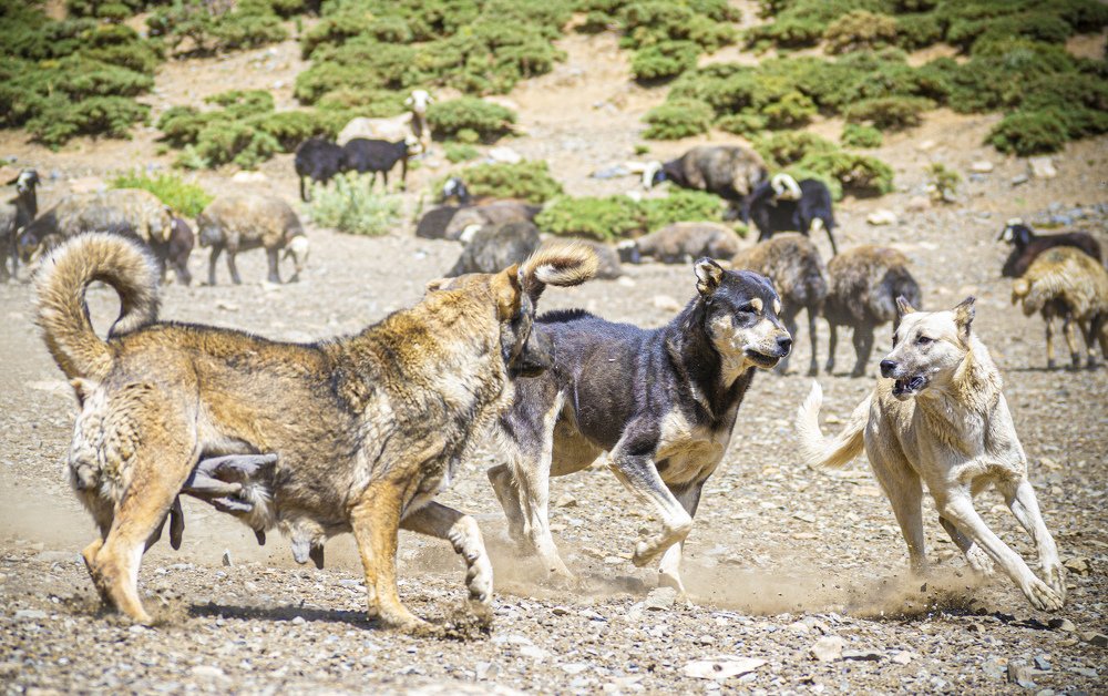 Photograph by Tayeb Ahmadi