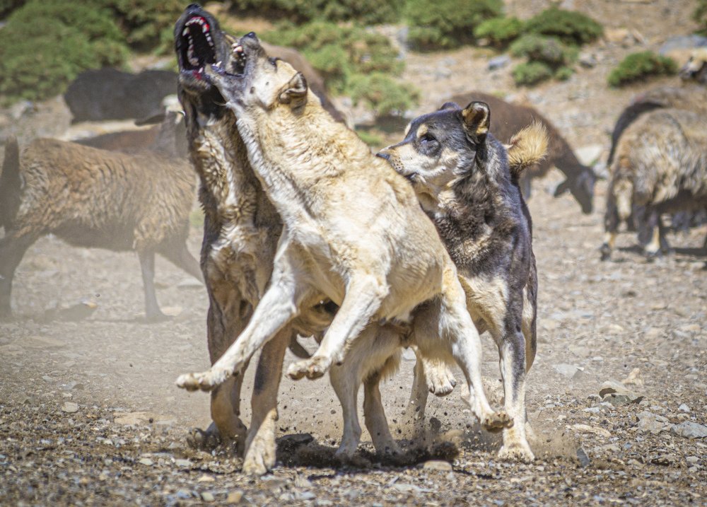 Photograph by Tayeb Ahmadi