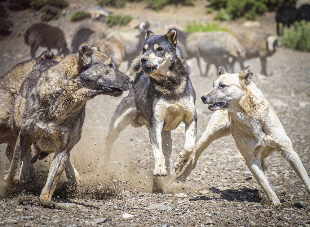 Photograph by Tayeb Ahmadi