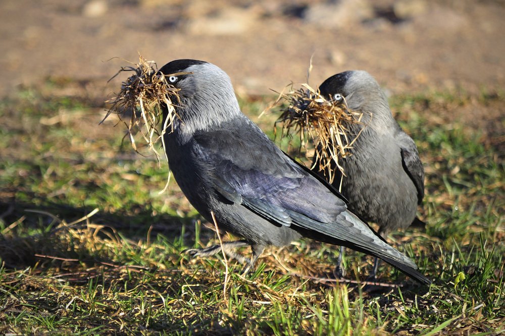 Галки строят гнездо