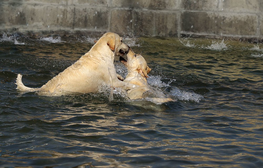 Купание в фонтане