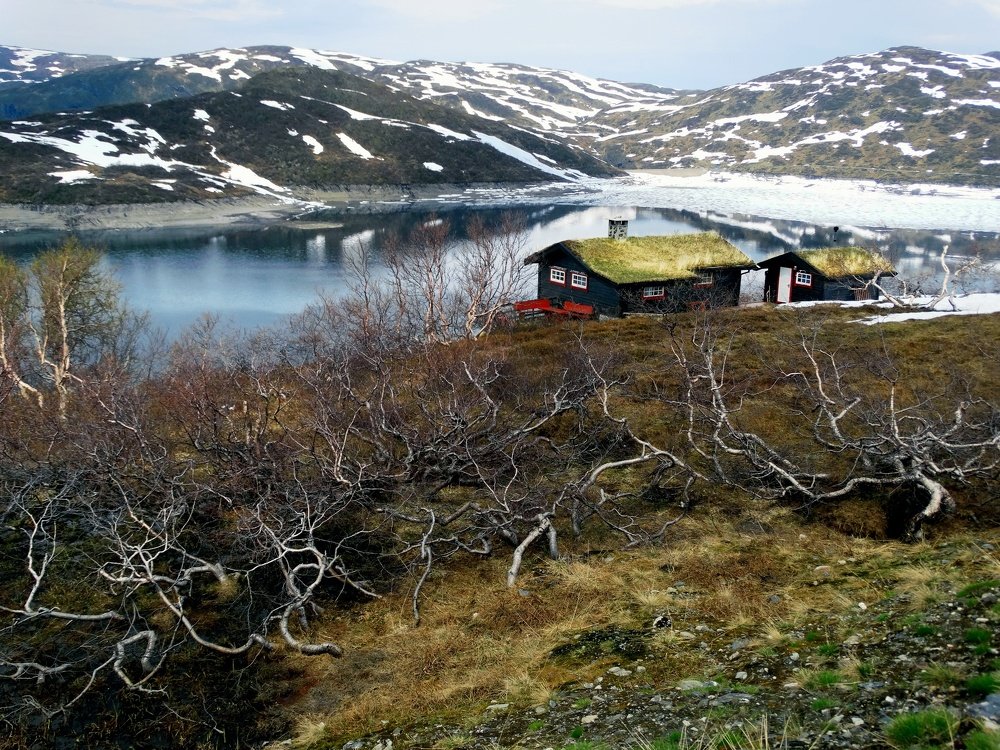 Arbustes cadavèriques.