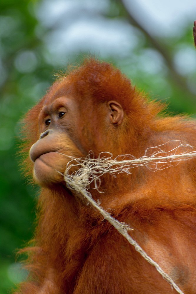 Photograph by Kriswanto Ginting