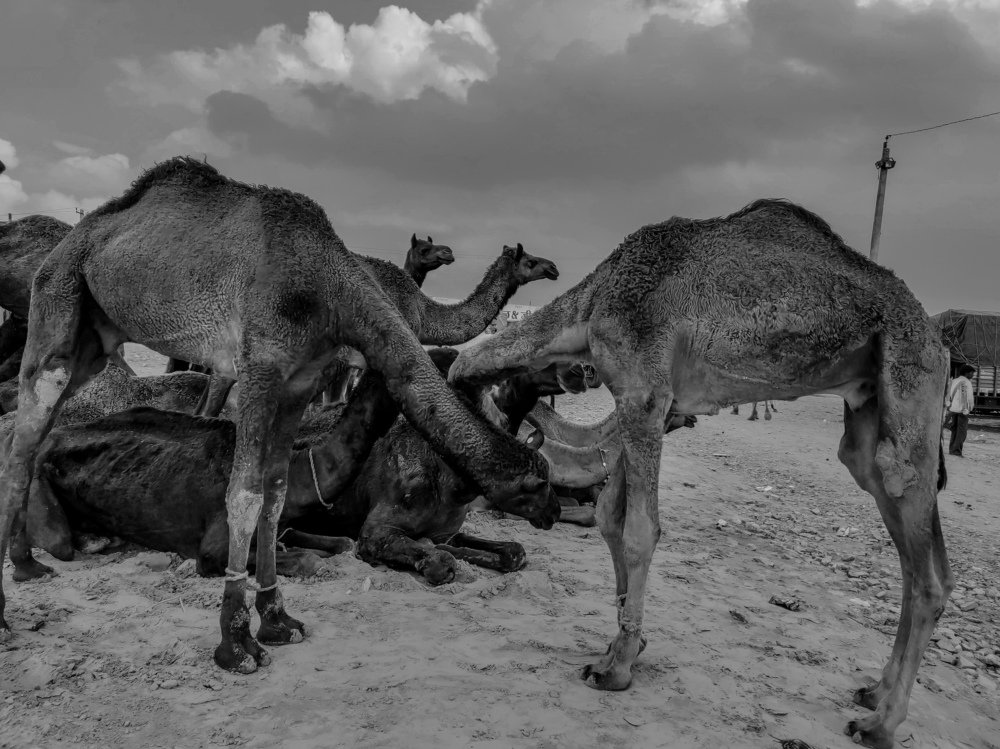 Photograph by Ajit Parmar