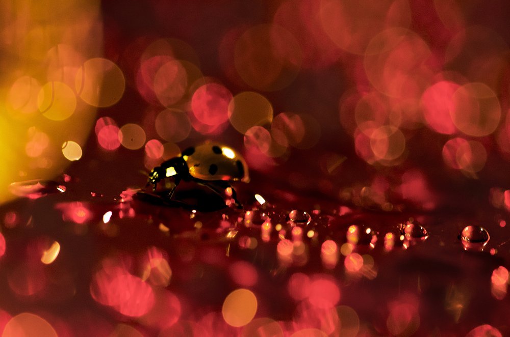 A running red ladybug