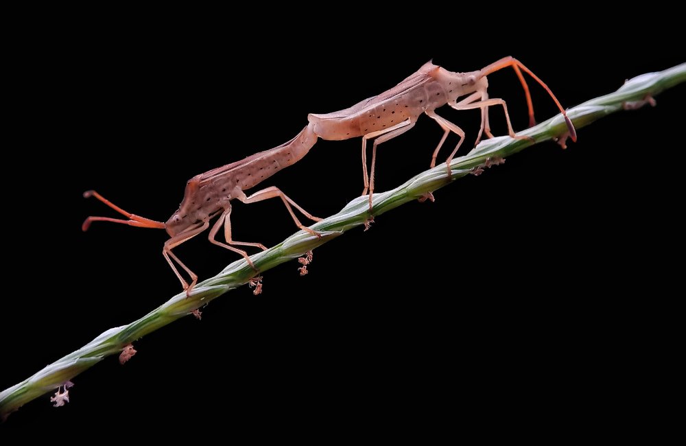 Фотография автора Rohit Maurya