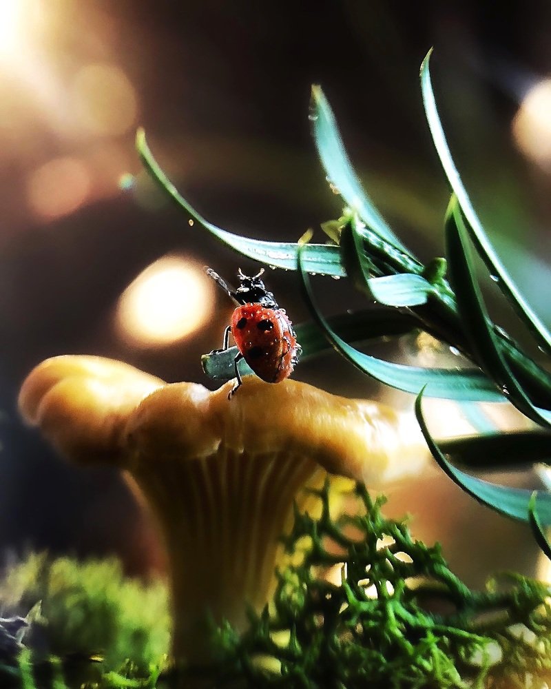 A small ladybug on a mushroom looking at the light rays
