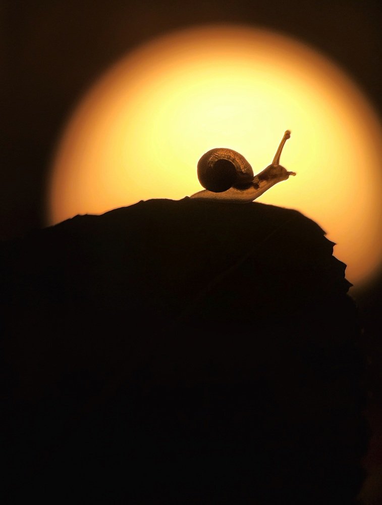 A snail and sunset