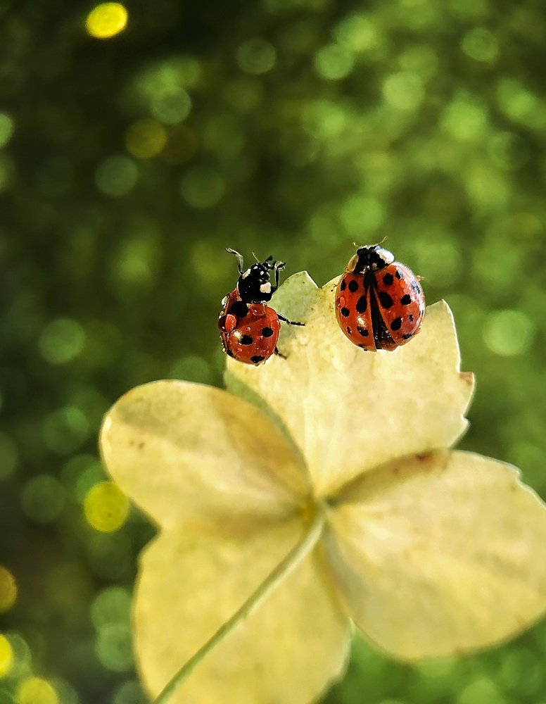 Chatting ladybug couple