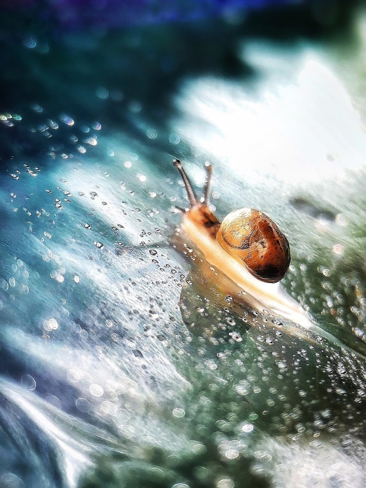 A snail riding the wave